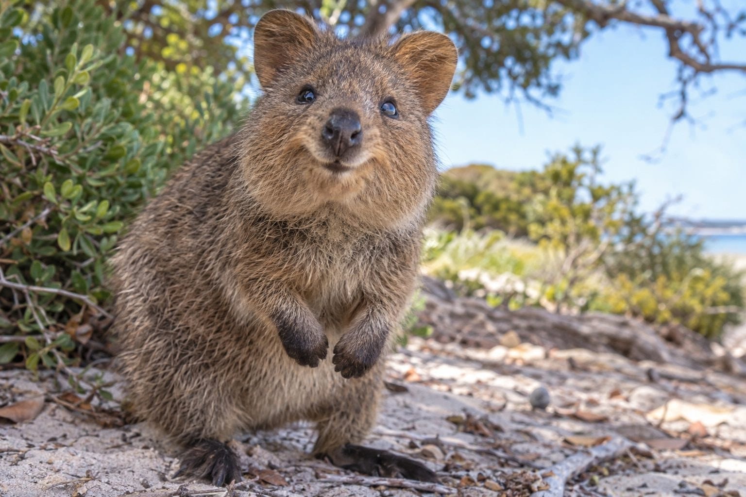 Quokka sourian en gros plan
