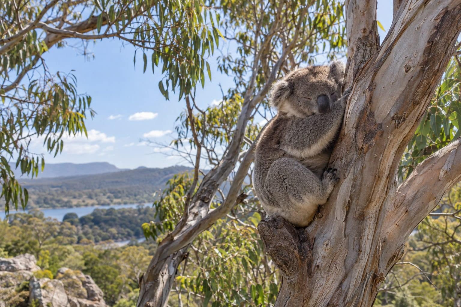 Koala endormi dans un eucalyptus