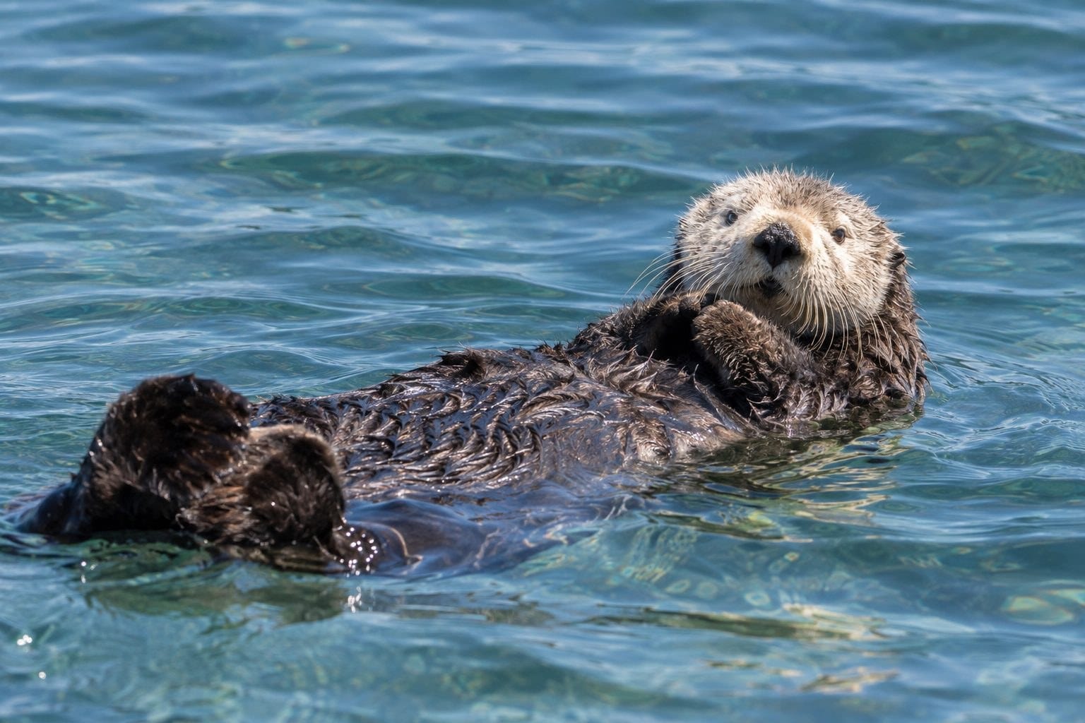 Loutre de mer flottant à la surface