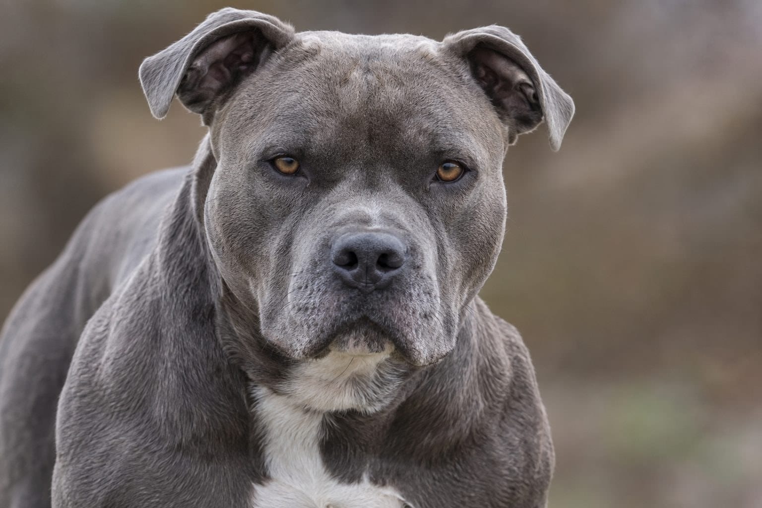 American Staffordshire Terrier gris en gros plan du visage