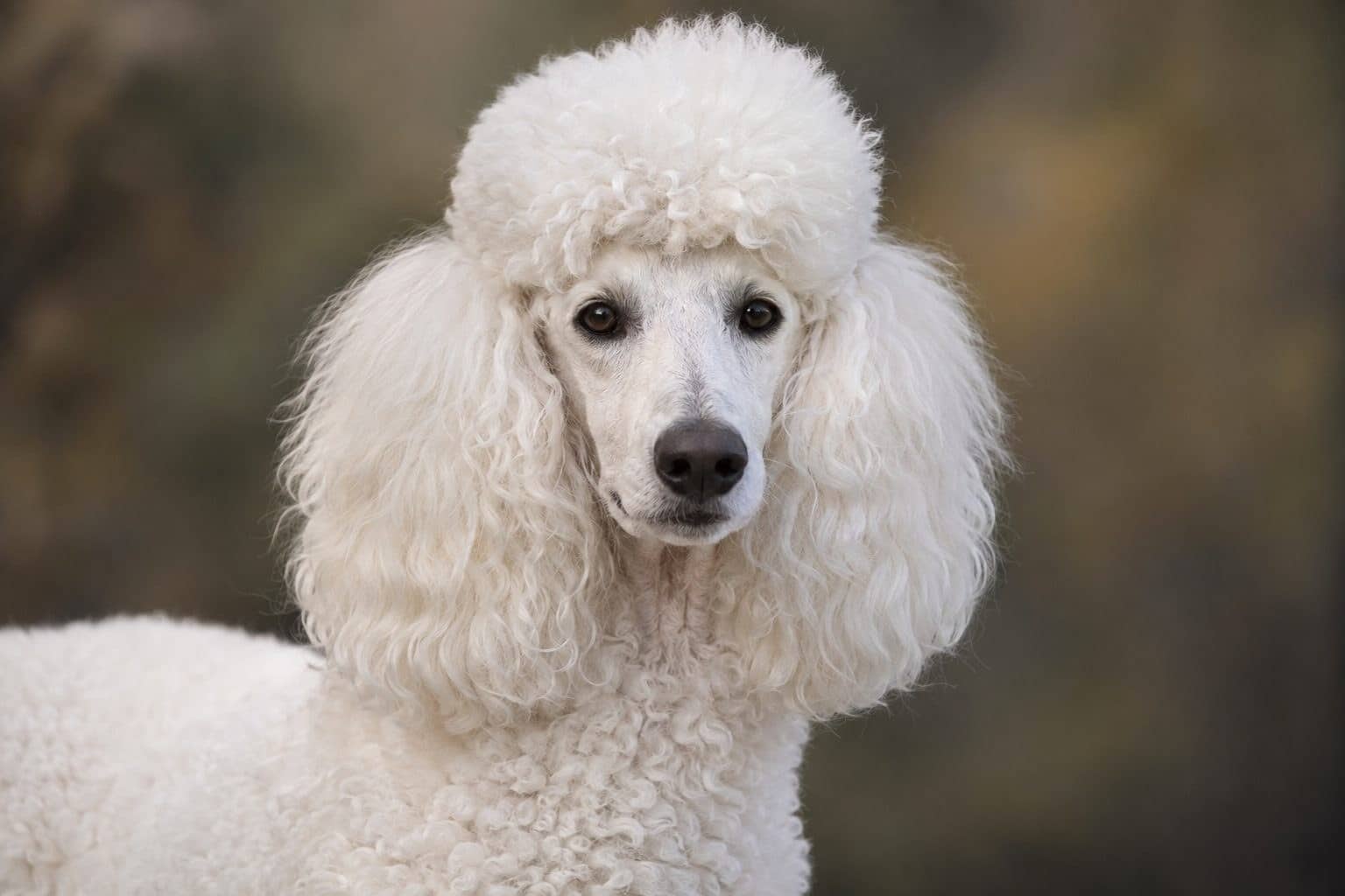 Caniche blanc en gros plan de la tête, poil bouclé caractéristique