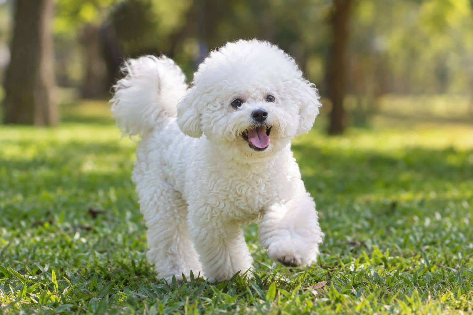 Bichon frisé blanc jouant dans un parc