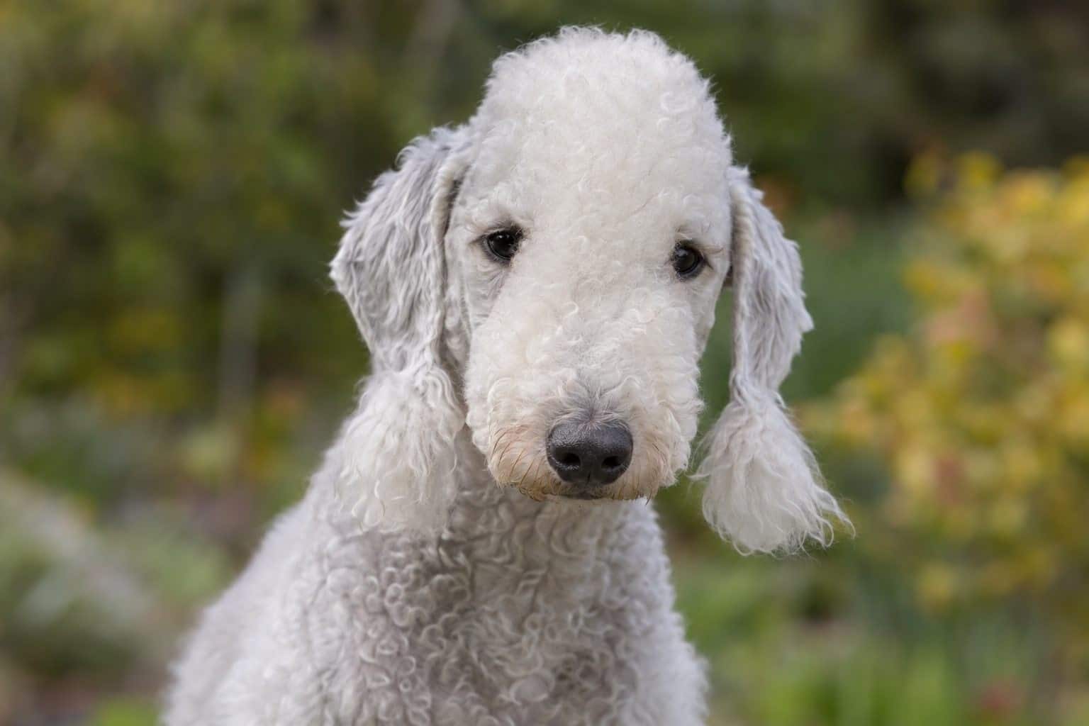 Bedlington terrier blanc ressemblant à un agneau, gros plan de face