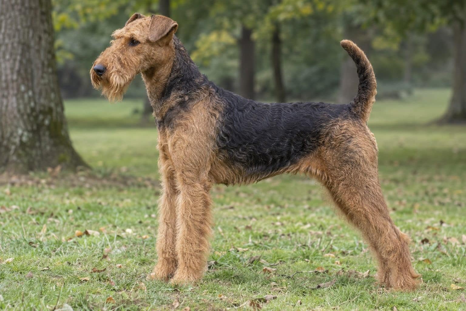 Airedale terrier tan et noir montrant sa stature imposante en profil