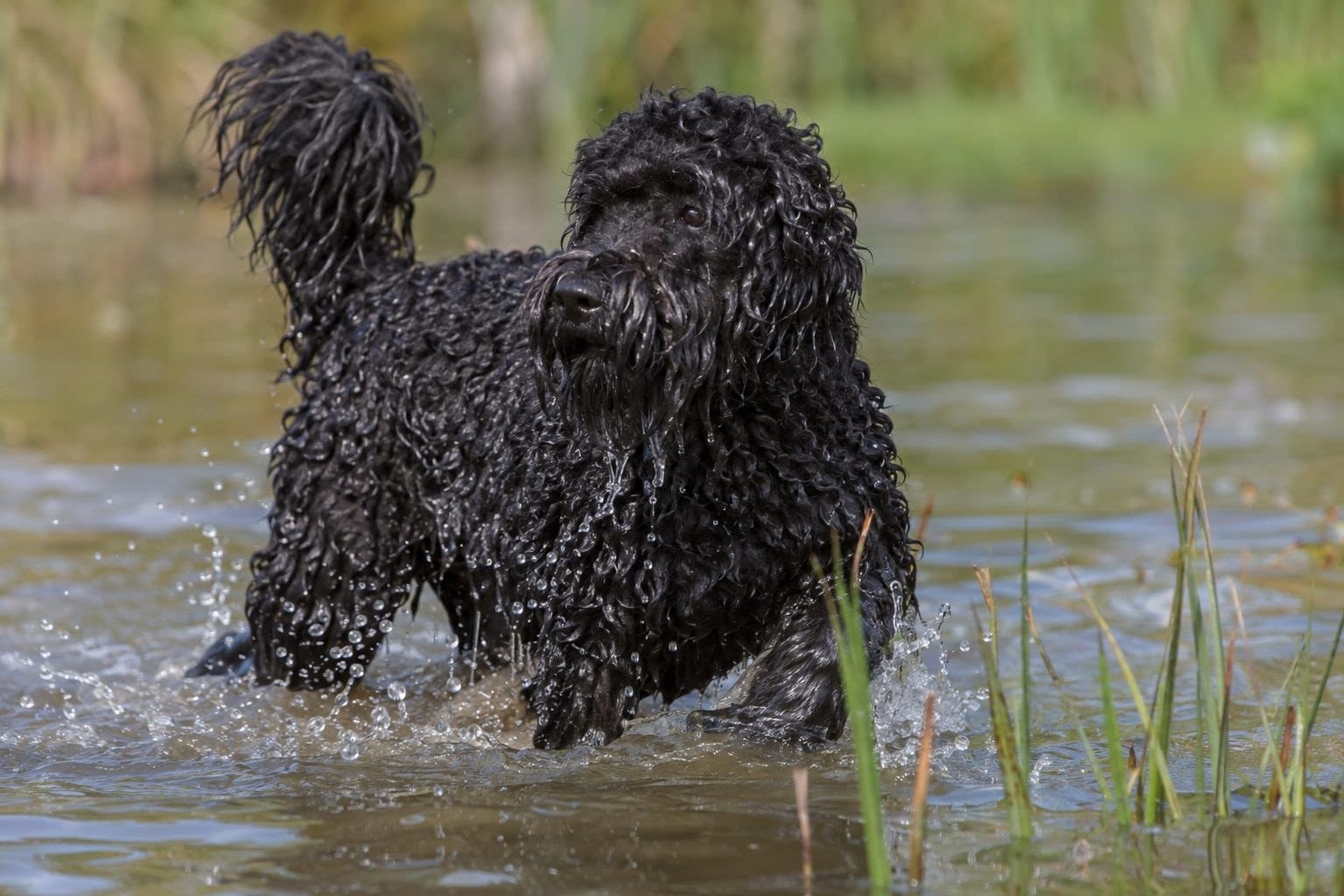 Barbet noir bouclé dans l'eau ou sortant de l'eau