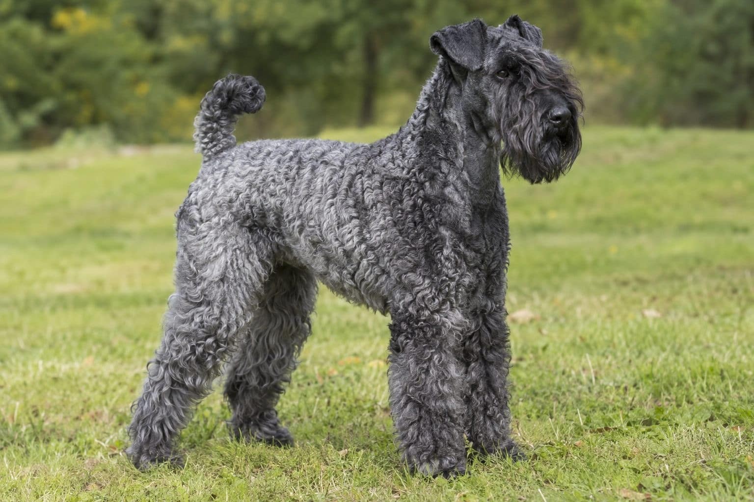 Kerry blue terrier gris-bleu en posture debout attentive