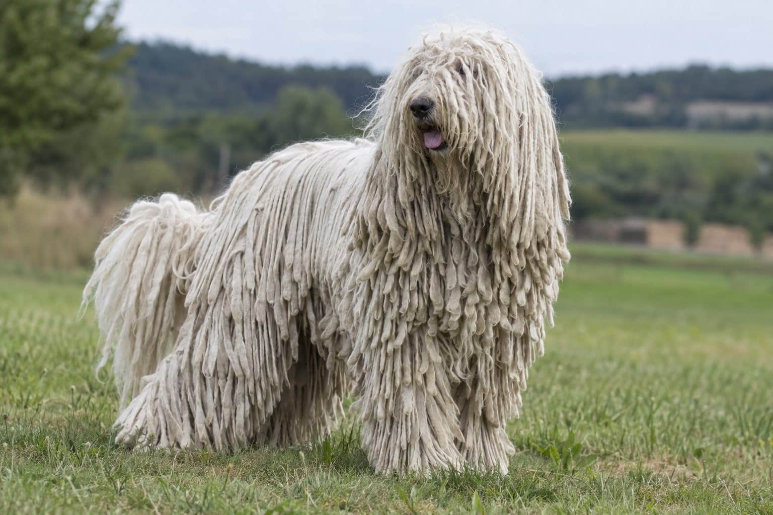 Komondor blanc avec cordons caractéristiques, vue de trois-quarts