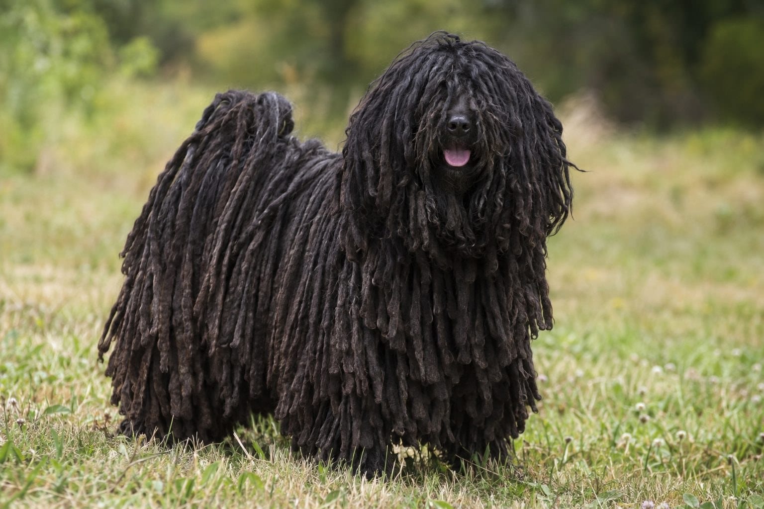 Puli noir avec dreadlocks caractéristiques, vue de face ou de trois-quarts