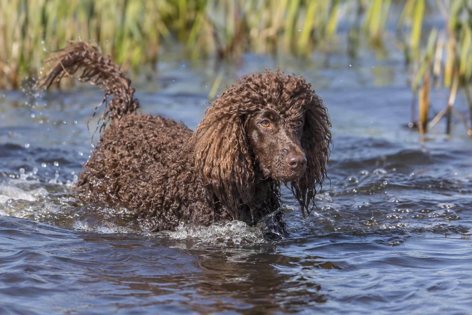Épagneul d'eau irlandais brun nageant ou dans son environnement naturel aquatique