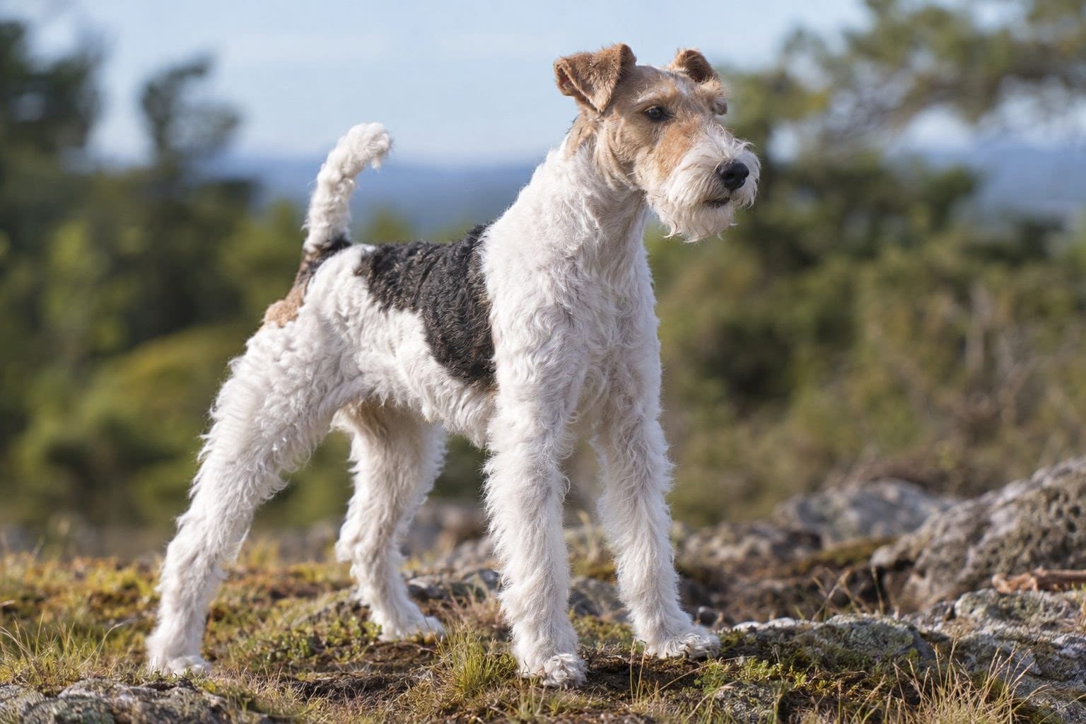 Fox-terrier à poil dur bicolore blanc et tan en position alerte ou de chasse