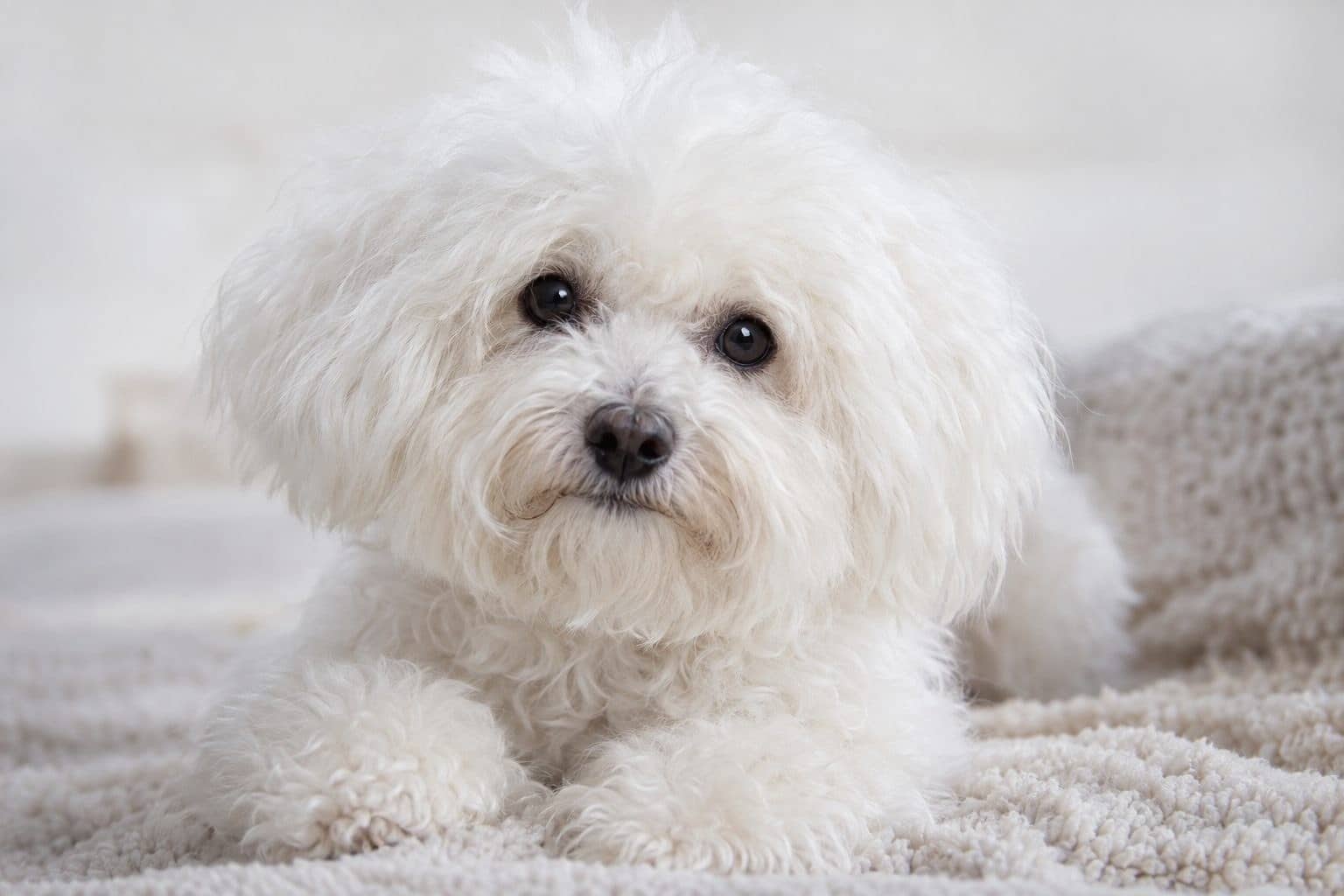 Top 20 des races de chiens au poil bouclé