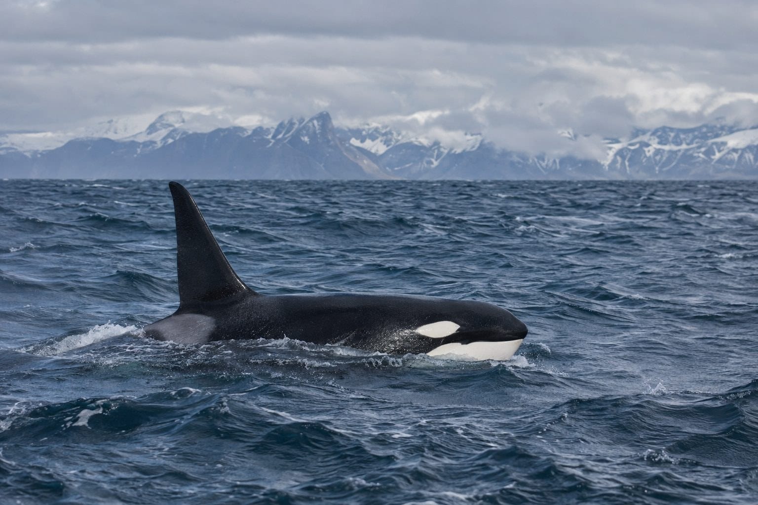 Orque nageant en liberté dans l'océan arctique islandais