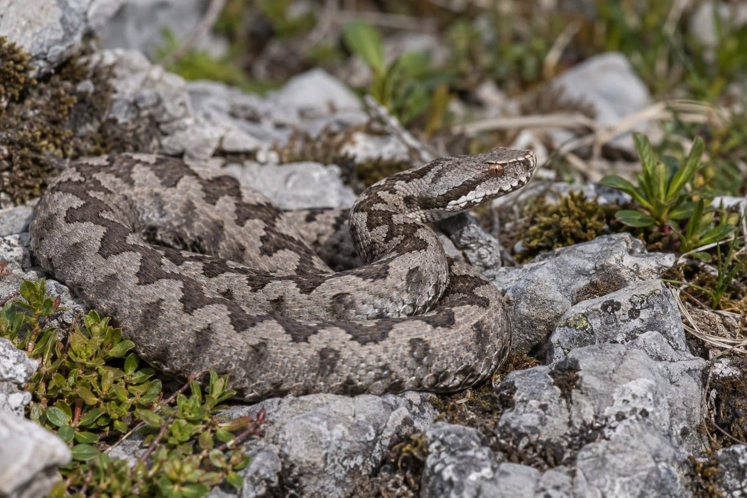 Vipère aspic (Vipera aspis) dans son habitat naturel des Alpes