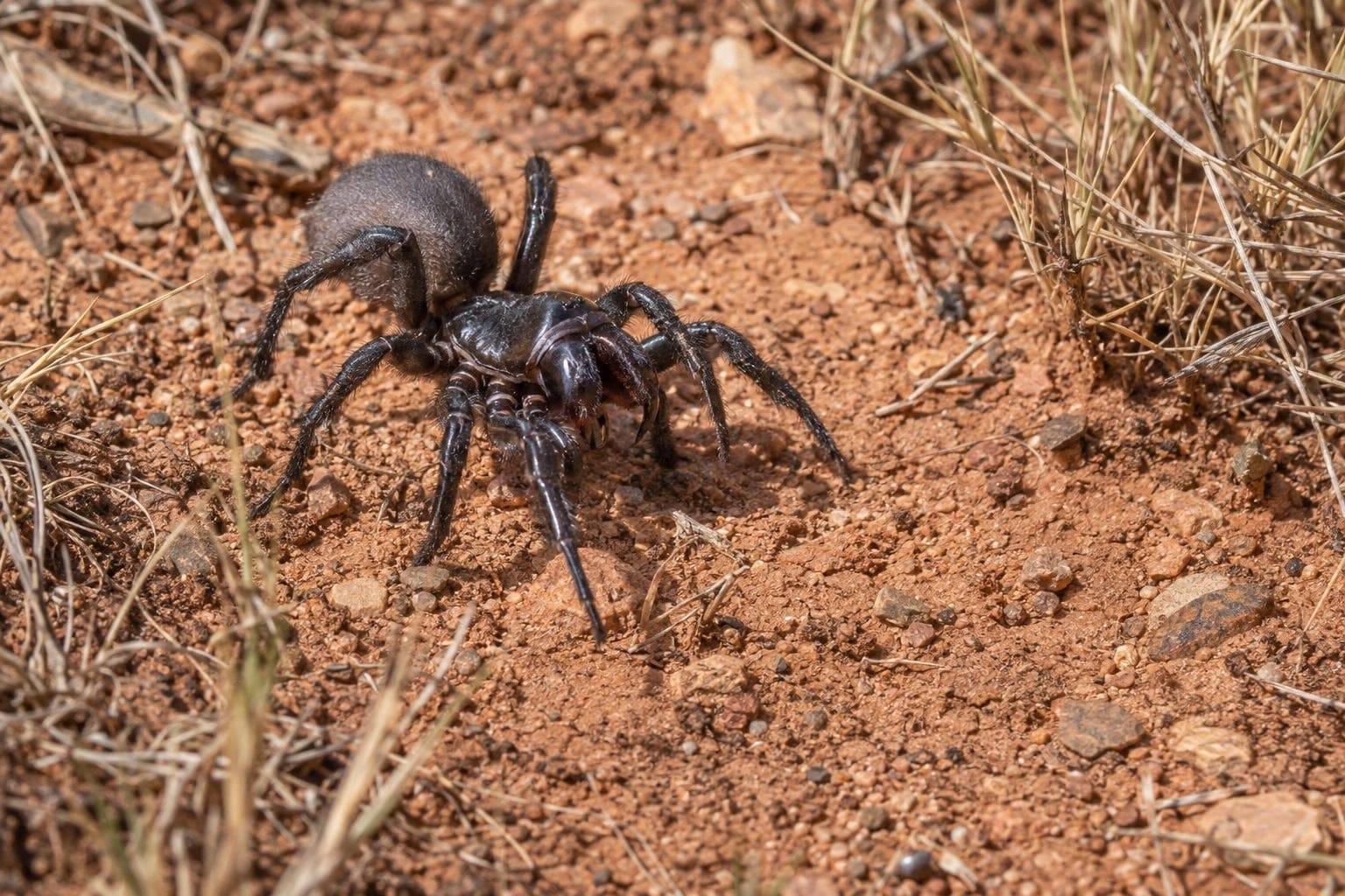 Araignée souris (Missulena occatoria) mâle errant à la recherche de femelle