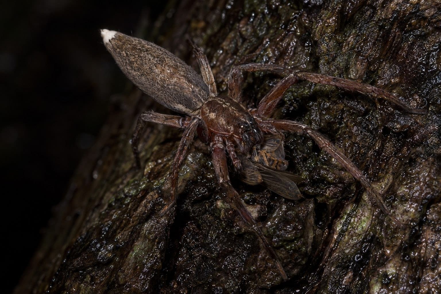 Araignée à queue blanche (Lampona cylindrata) se nourrissant la nuit