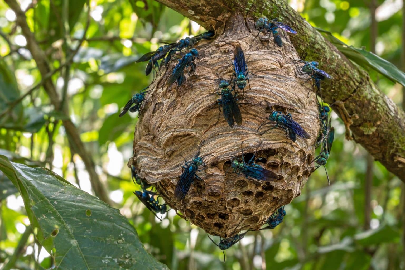 Guêpe bleue (Synoeca cyanea) sur son nid