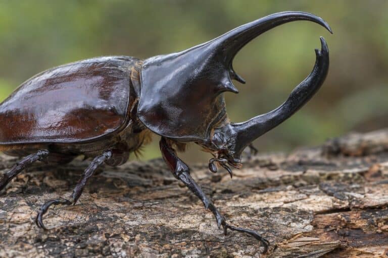 Scarabée rhinocéros en gros plan montrant ses caractéristiques distinctives