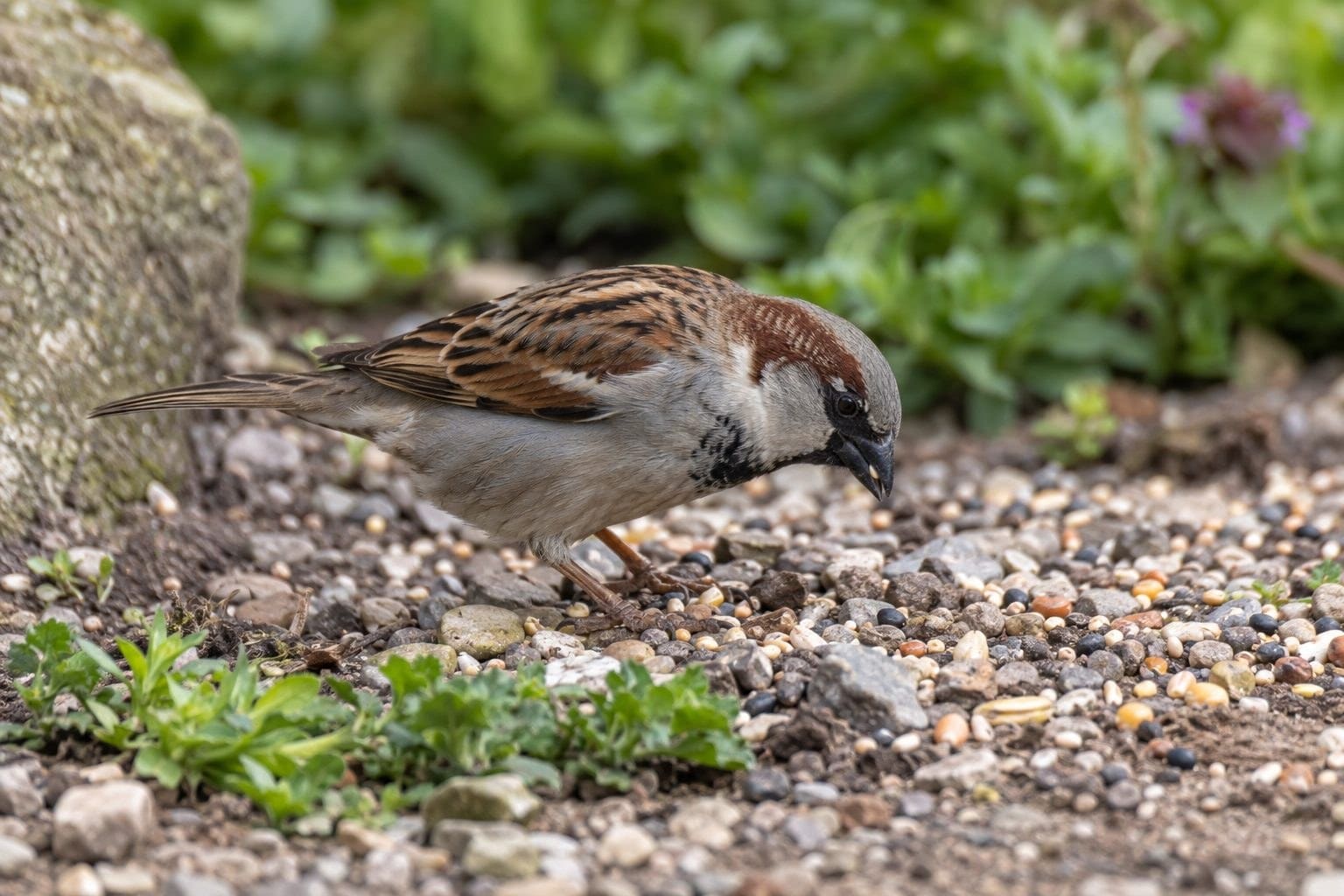 Moineau domestique mâle se nourrissant au sol