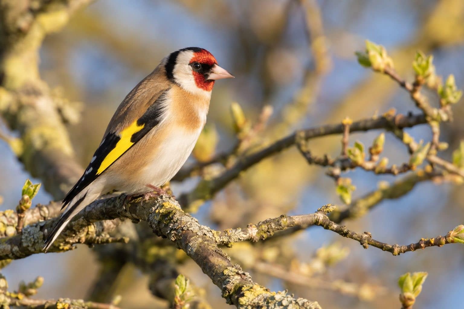 Chardonneret élégant perché dans un arbre