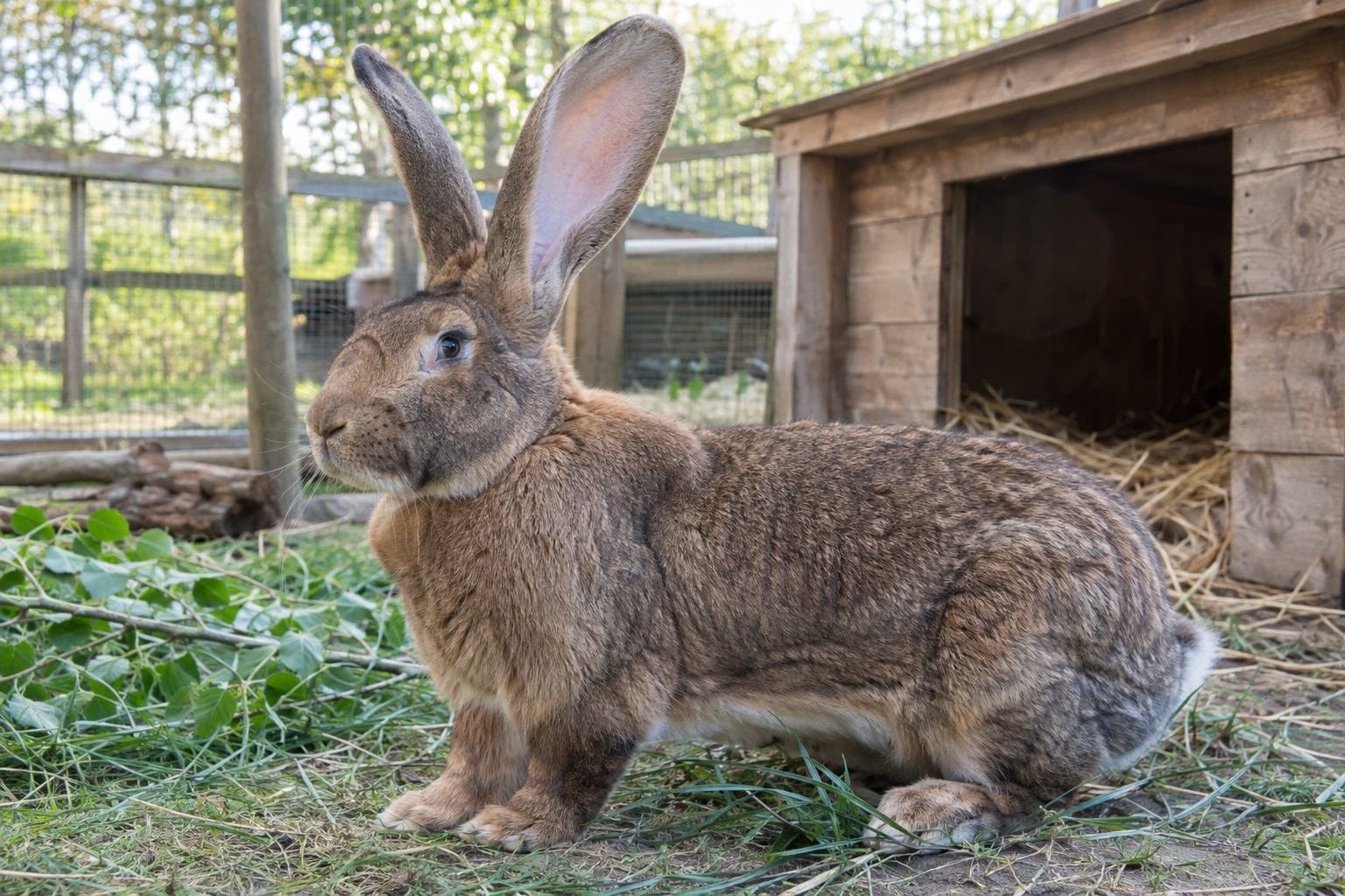 Lapin géant des Flandres de profil dans un espace spacieux montrant sa taille XXL