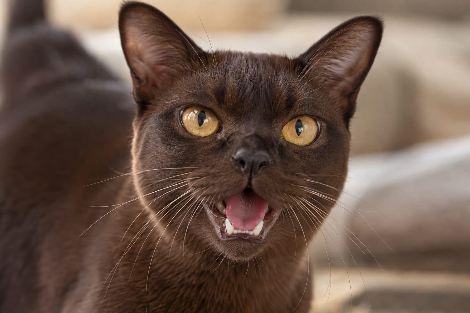 Chat Burmese en gros plan montrant son expression faciale et son miaulement