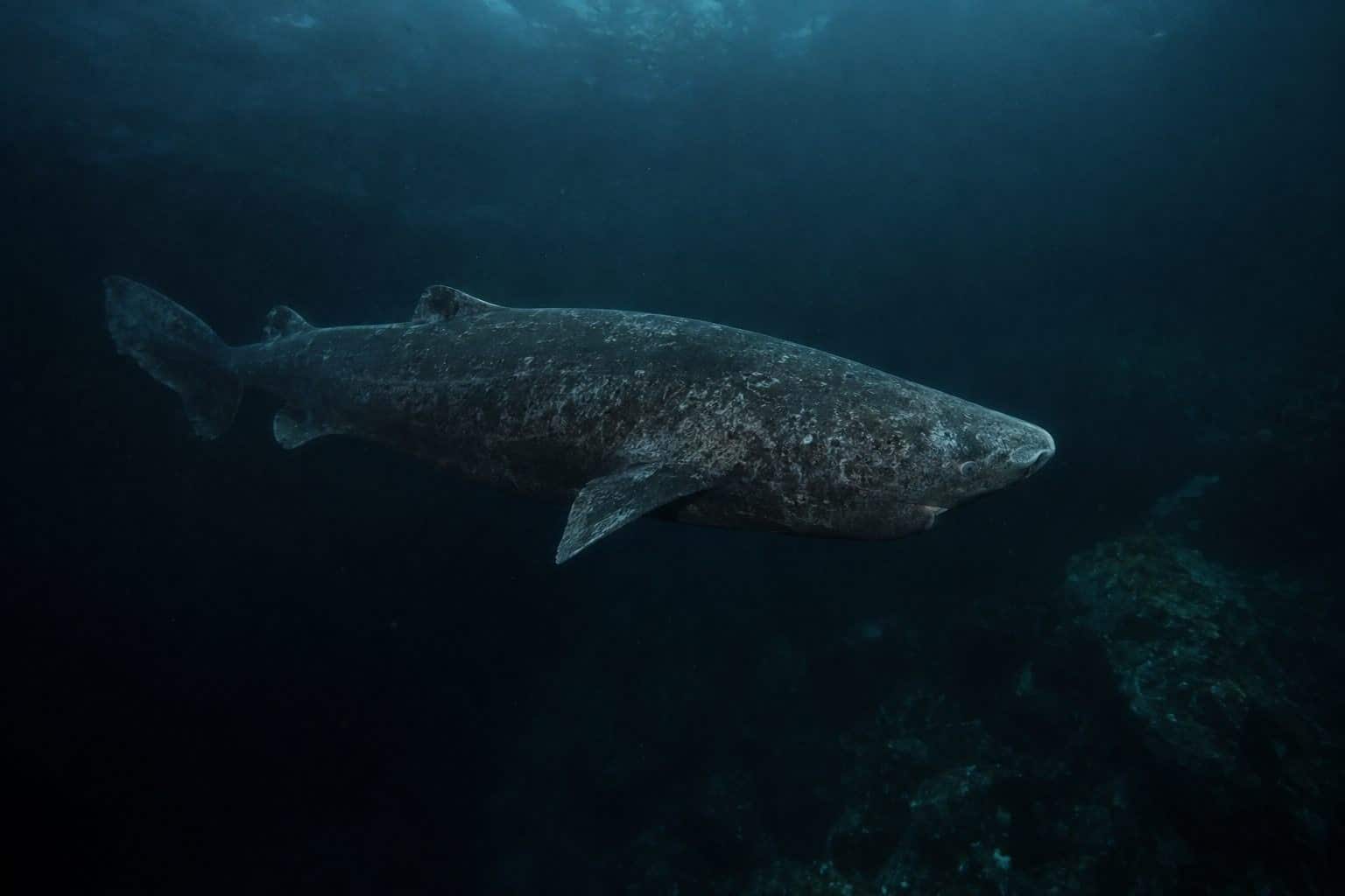Requin du Groenland nageant en eaux profondes arctiques