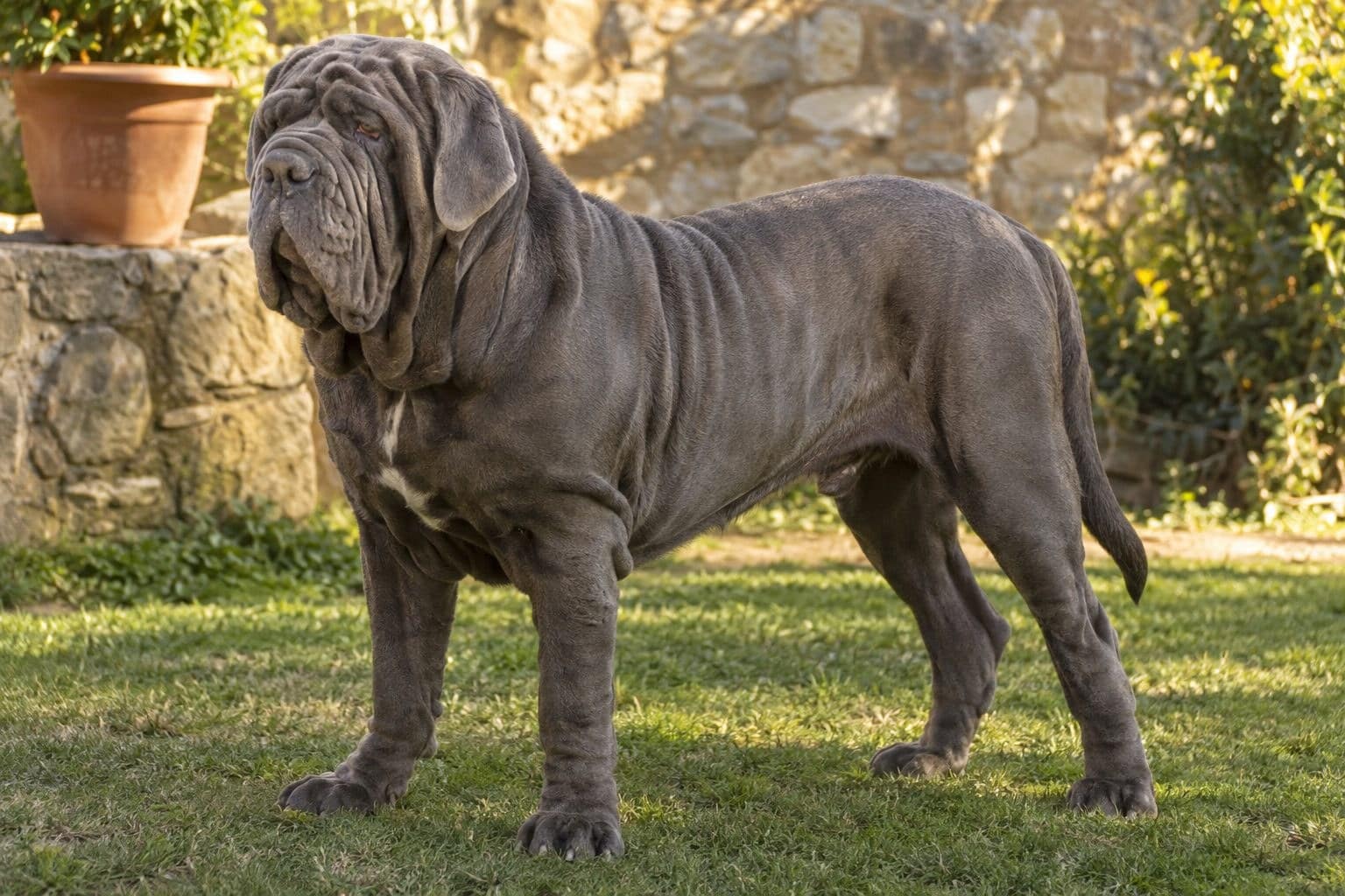 Mâtin napolitain de grande taille en position debout de profil