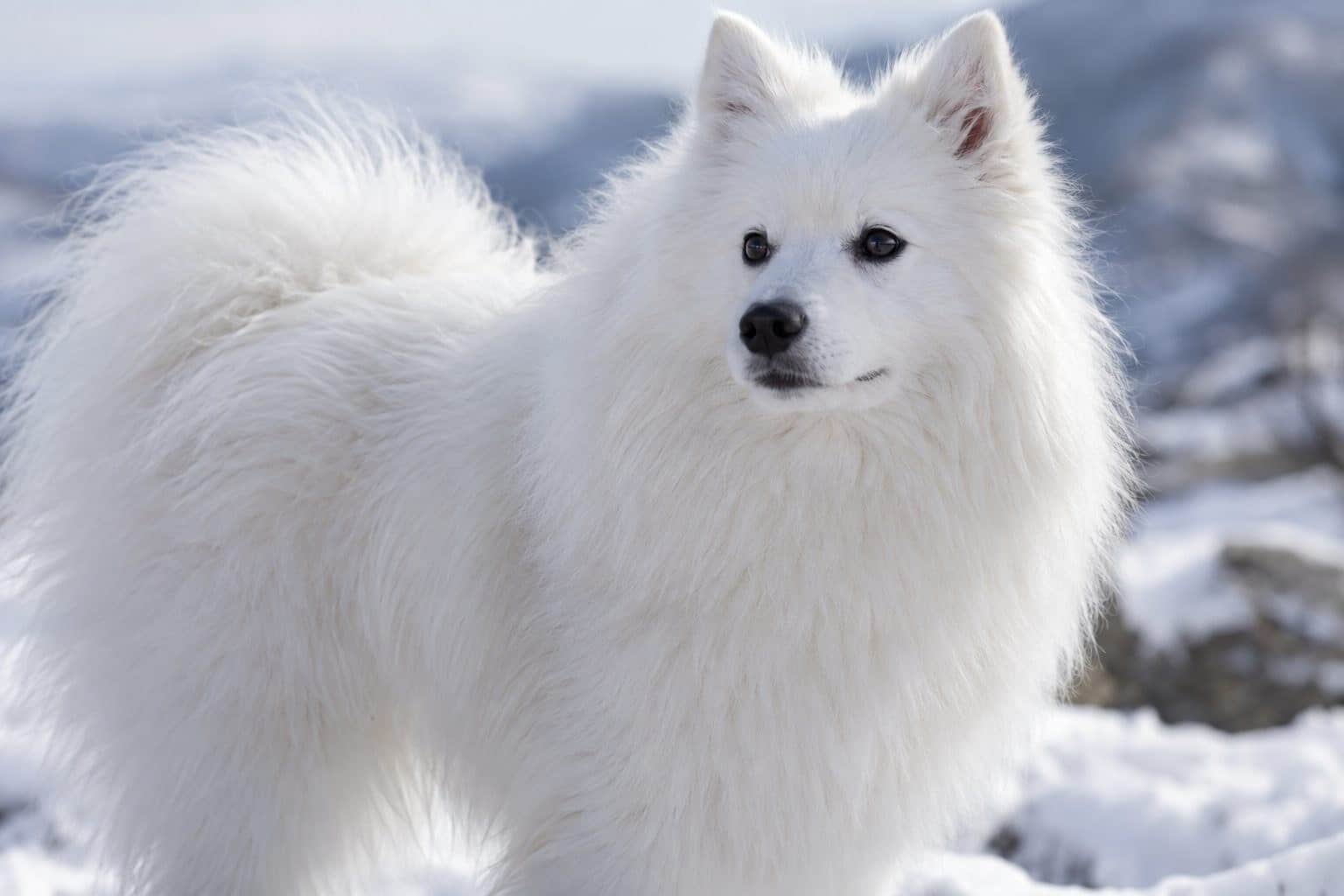 Chien esquimau américain en gros plan montrant sa fourrure dense
