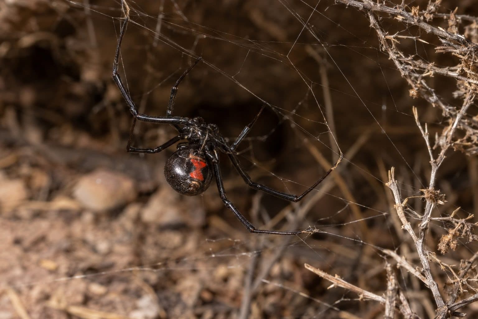 Veuve noire femelle dans son habitat naturel