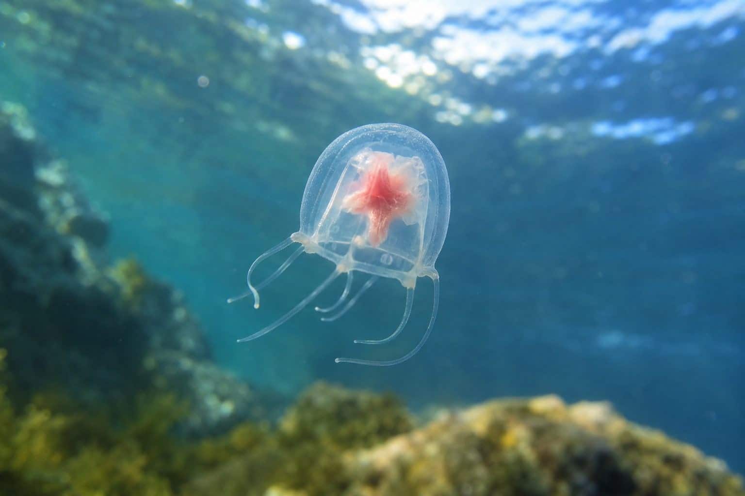Méduse Turritopsis dohrnii en train de se régénérer