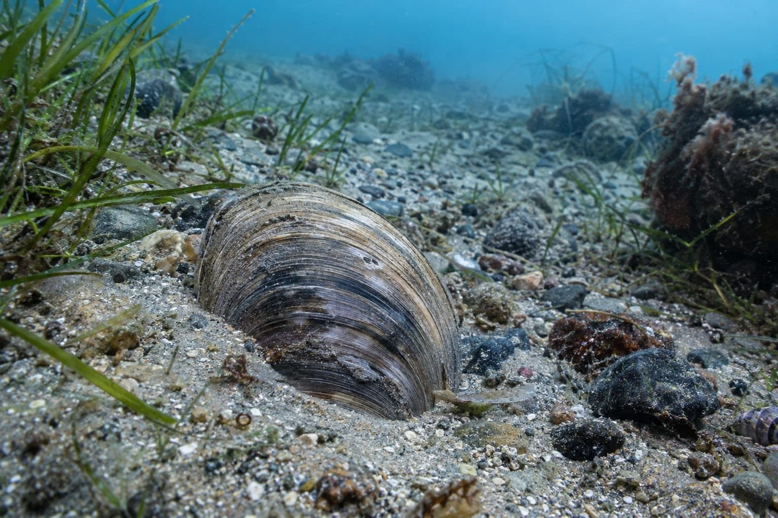 Palourde quahog nordique dans son environnement naturel