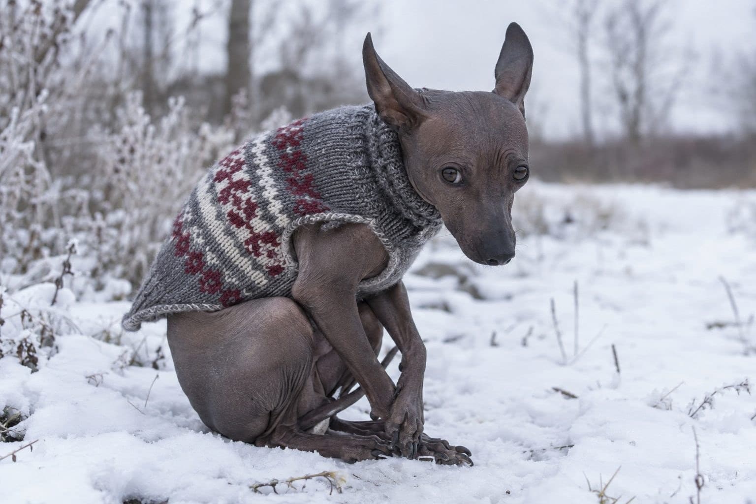 Chien nu du Mexique (Xoloitzcuintle) grelottant dans un environnement froid