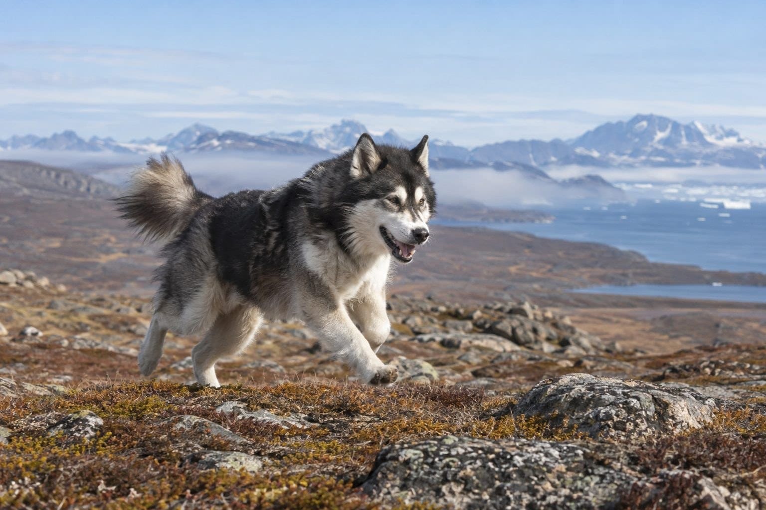 Inuit du Nord en action courant dans la toundra