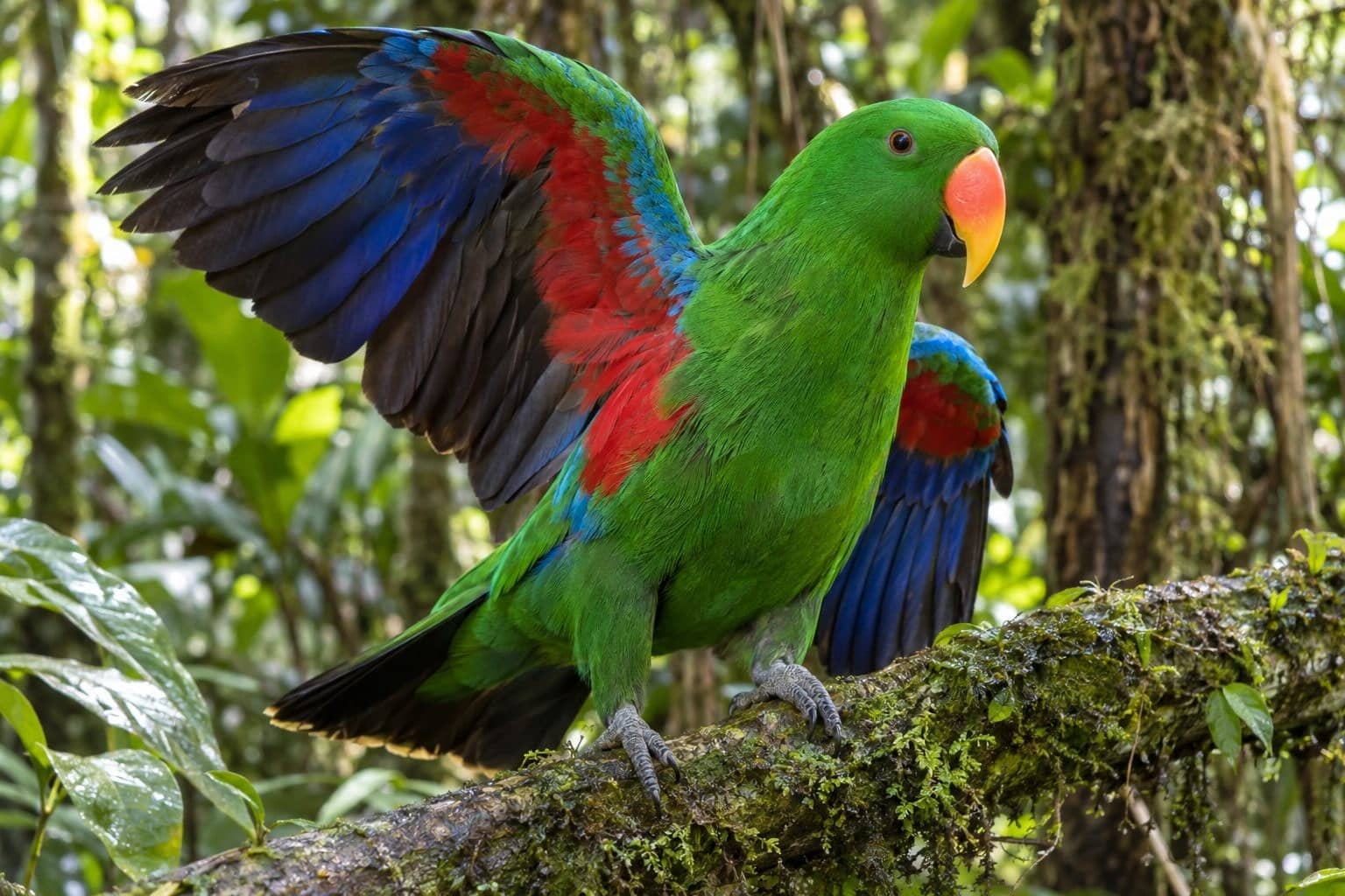 Grand Éclectus perroquet mâle coloré