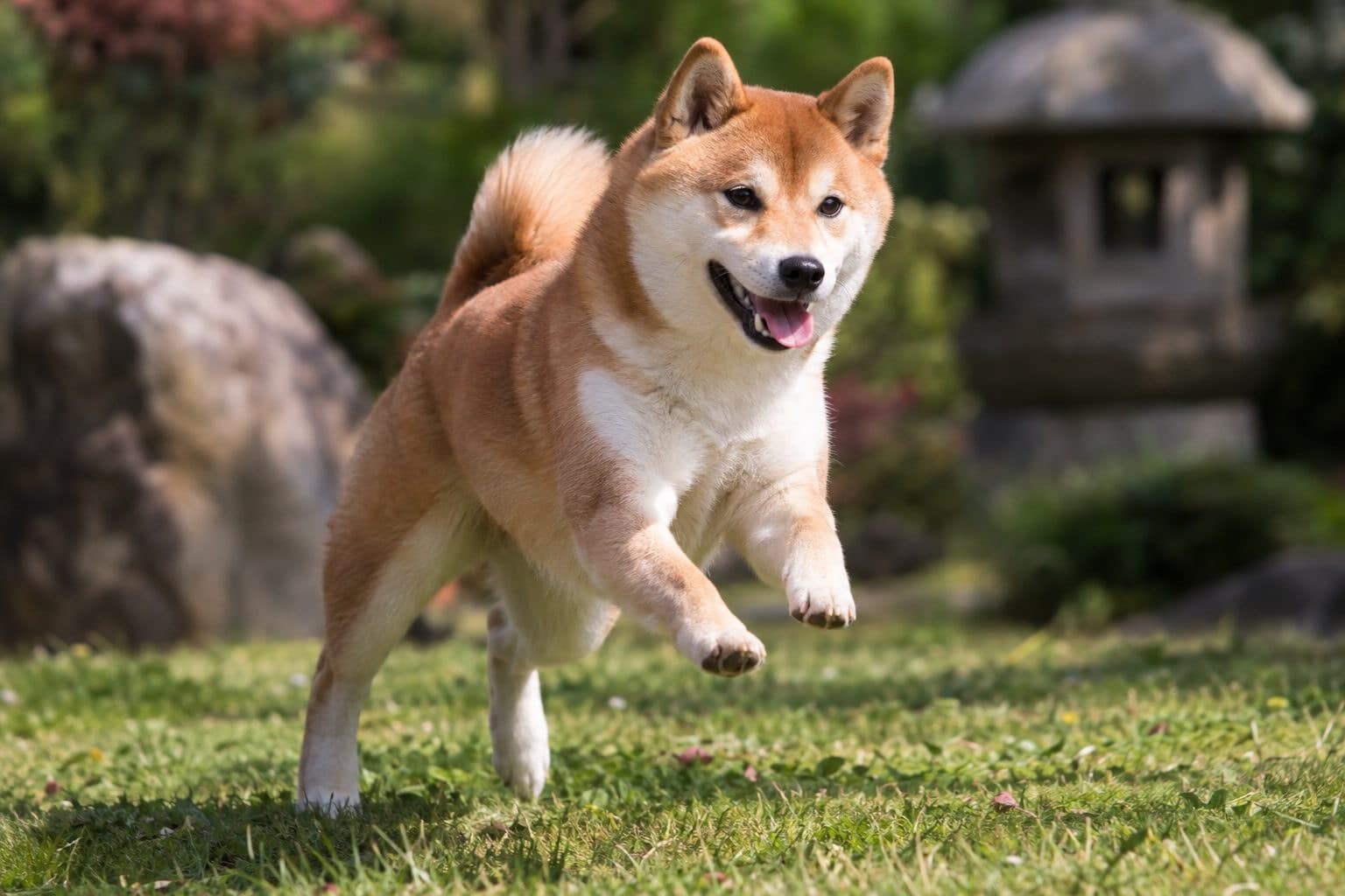 Shiba Inu jouant énergiquement