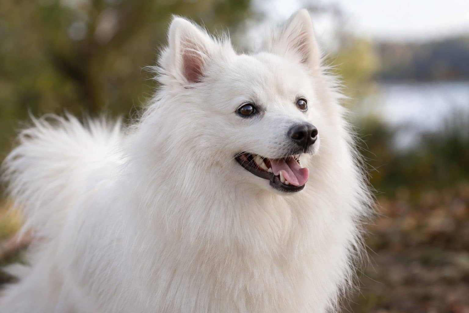 Spitz japonais en gros plan du pelage