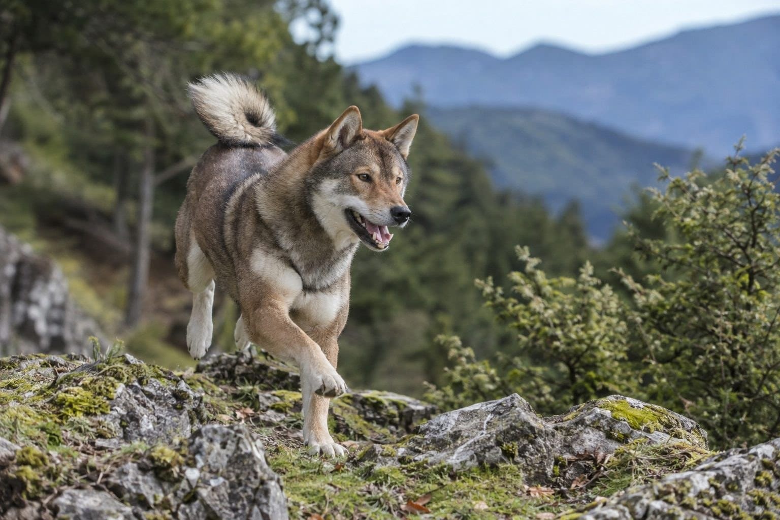 Shikoku Ken à la chasse en montagne