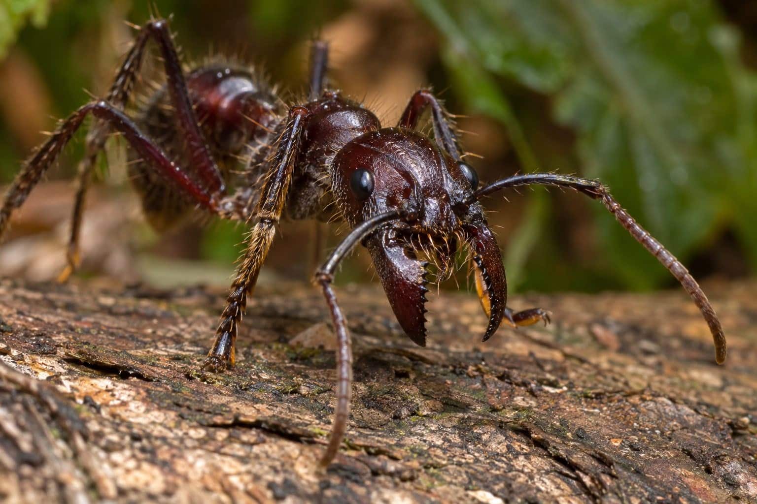 Fourmi Paraponera en gros plan