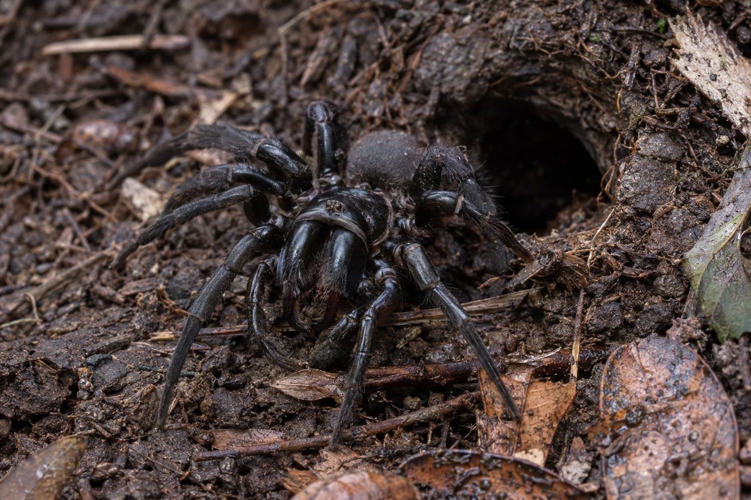 Araignée Atrax robustus dans un habitat naturel
