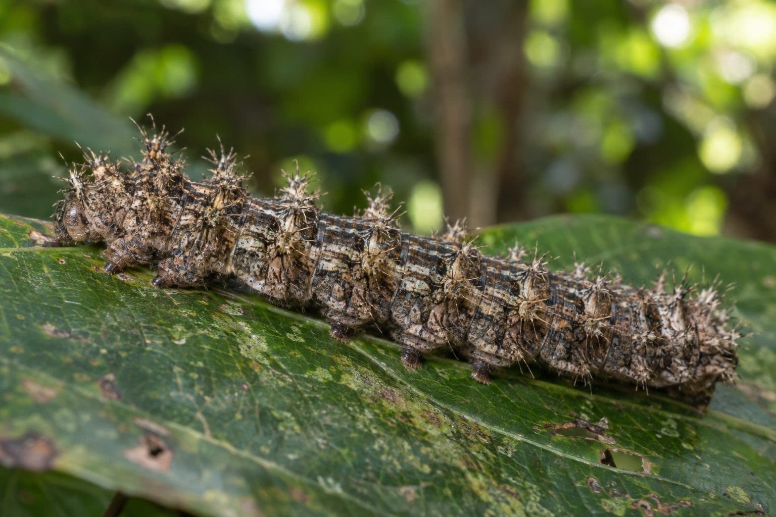 Chenille Lonomia Obliqua sur une feuille
