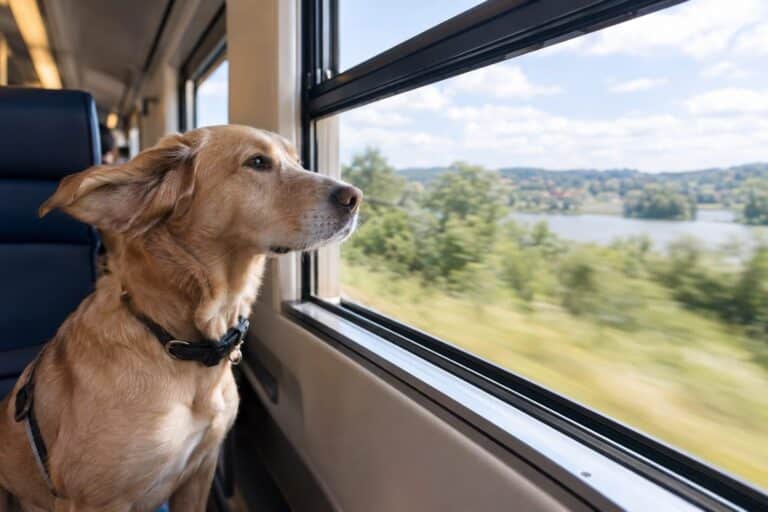 Un chien assis près d'une fenêtre ouverte d'un train en mouvement, regardant le paysage qui défile