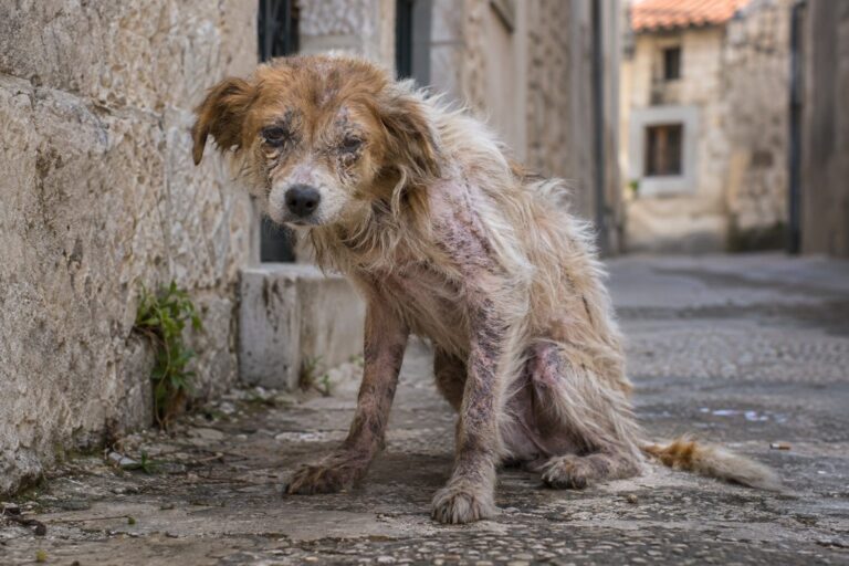 Un petit chien errant gravement malnutri et malade trouvé dans une rue de Croatie, montrant son état pitoyable initial