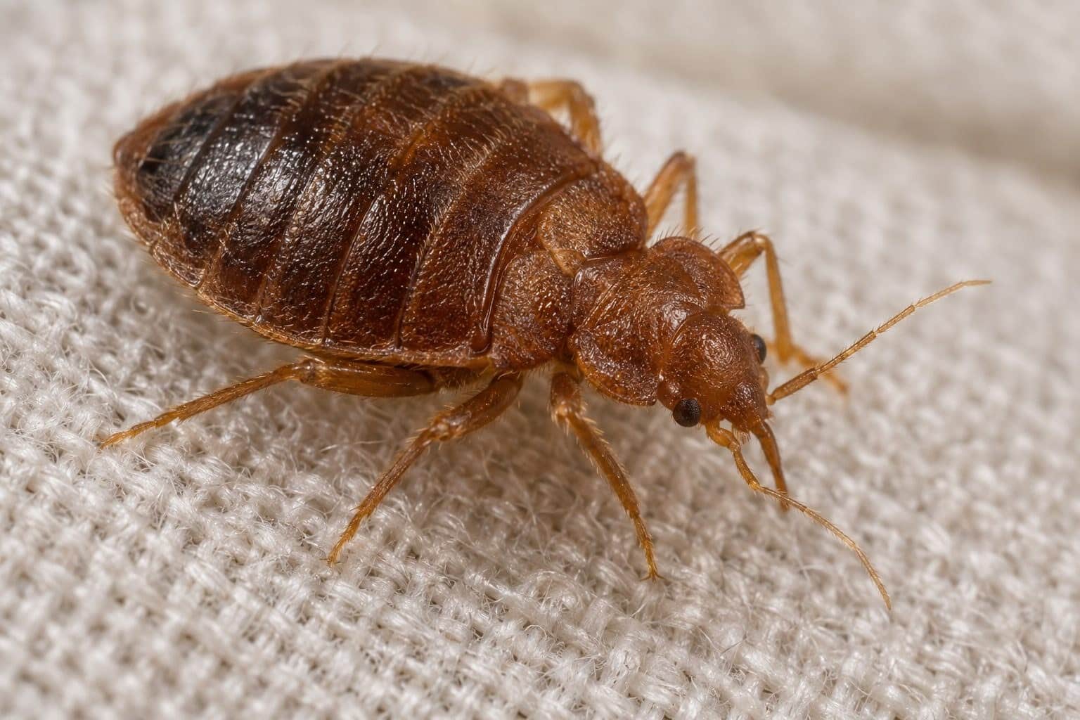 Punaise de lit (Cimex lectularius) en gros plan montrant ses caractéristiques