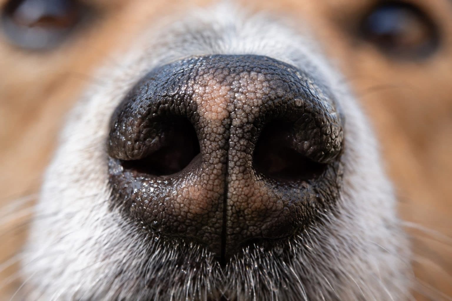 Gros plan de la truffe d'un chien montrant les variations de couleur et texture