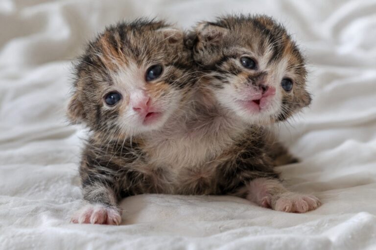 Un chaton nouveau-né avec deux têtes et quatre yeux (dicéphalie féligne) allongé sur une surface blanche