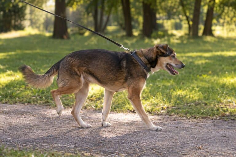 Un chien de taille moyenne qui boite légèrement lors d'une promenade en laisse dans un parc, vue de profil montrant la démarche asymétrique