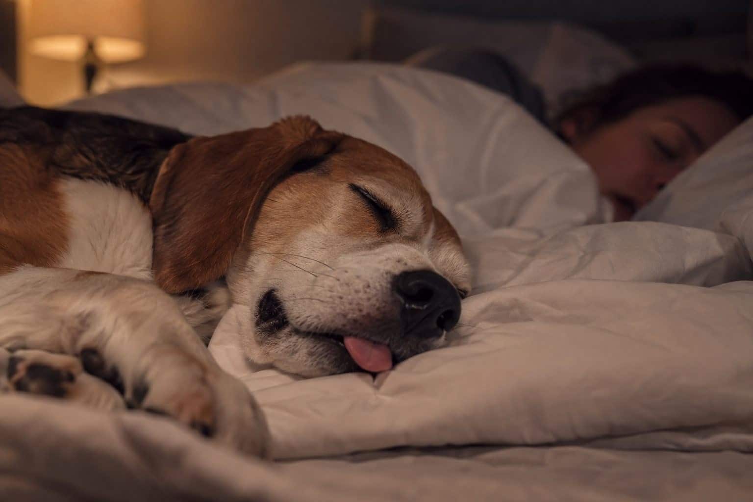 Un chien endormi ronflant dans un lit avec son propriétaire la nuit, gros plan sur le museau du chien pendant qu'il dort
