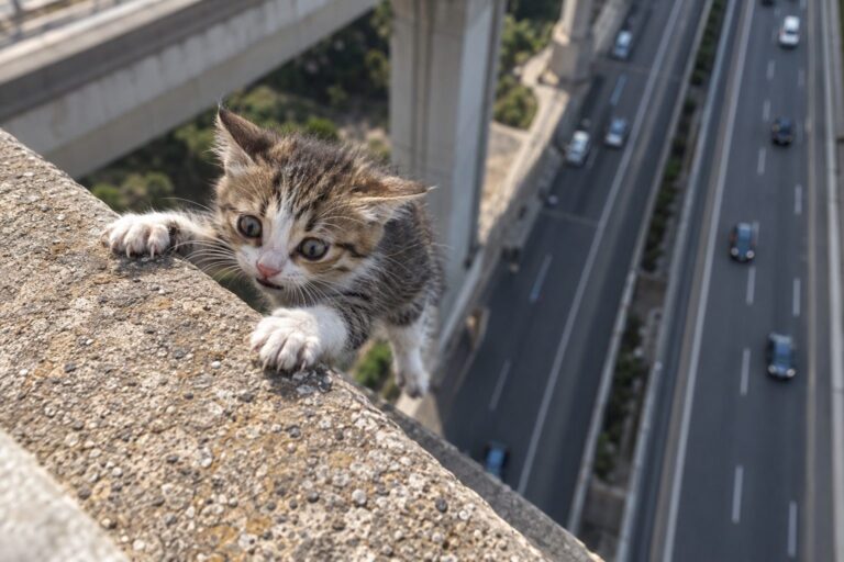 Un chaton domestique terrifié accroché au bord d'un viaduc