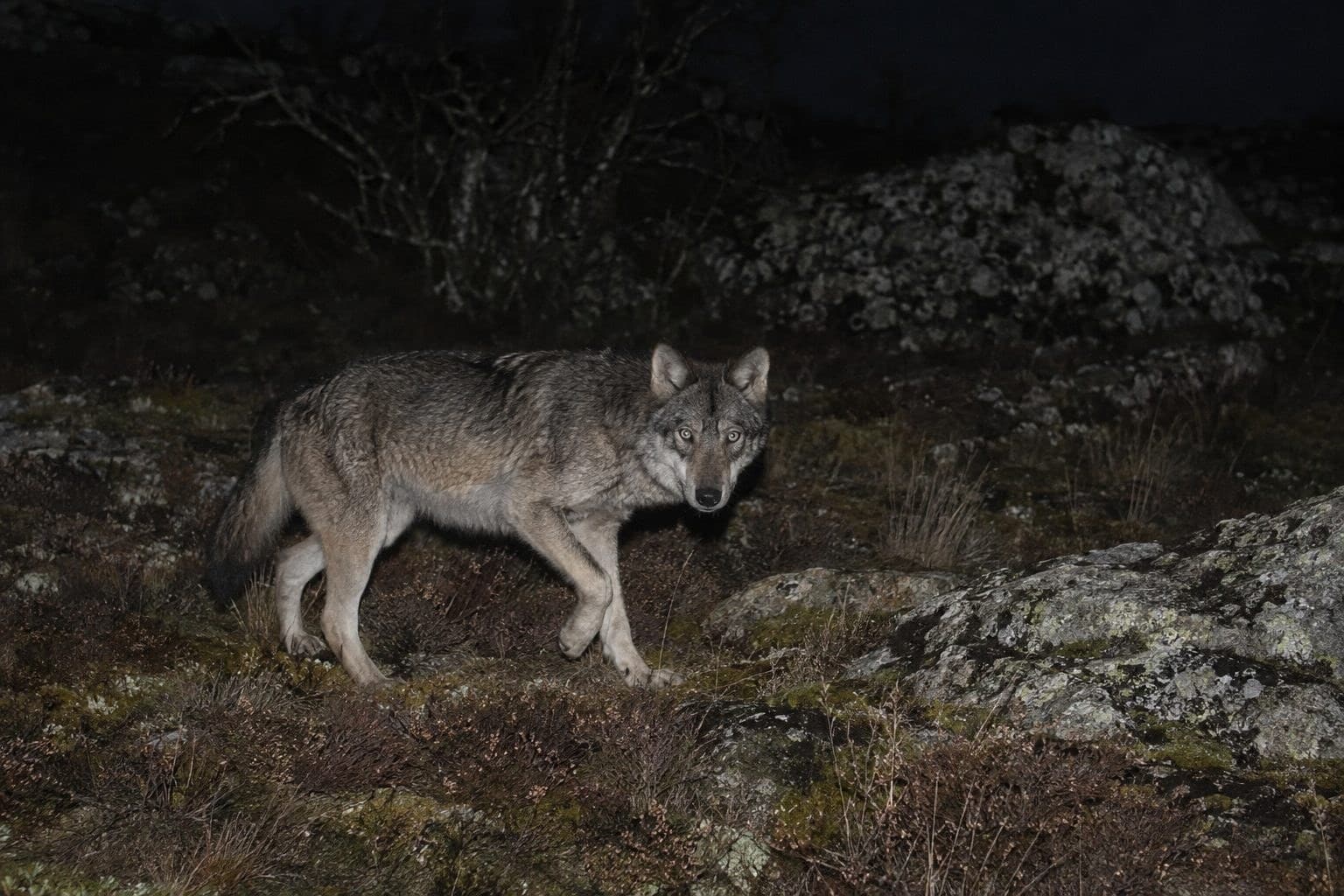 Un loup gris surpris par un piège photographique dans les monts d'Arrée en Bretagne
