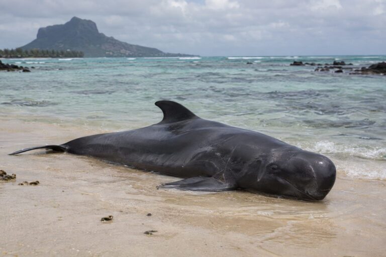 Dauphin d'Électre échoué sur une plage de l'île Maurice